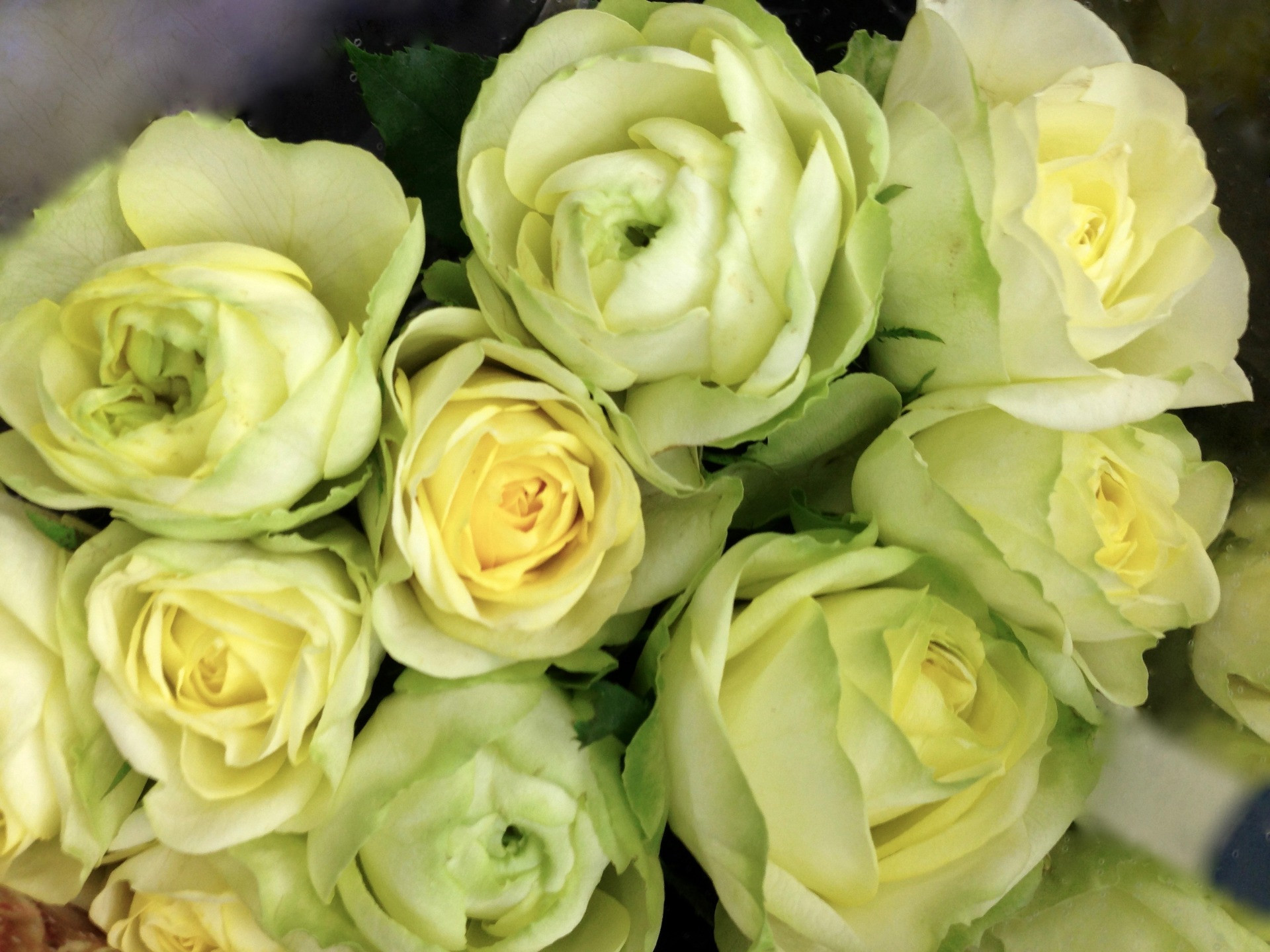 フレッシュフラワー